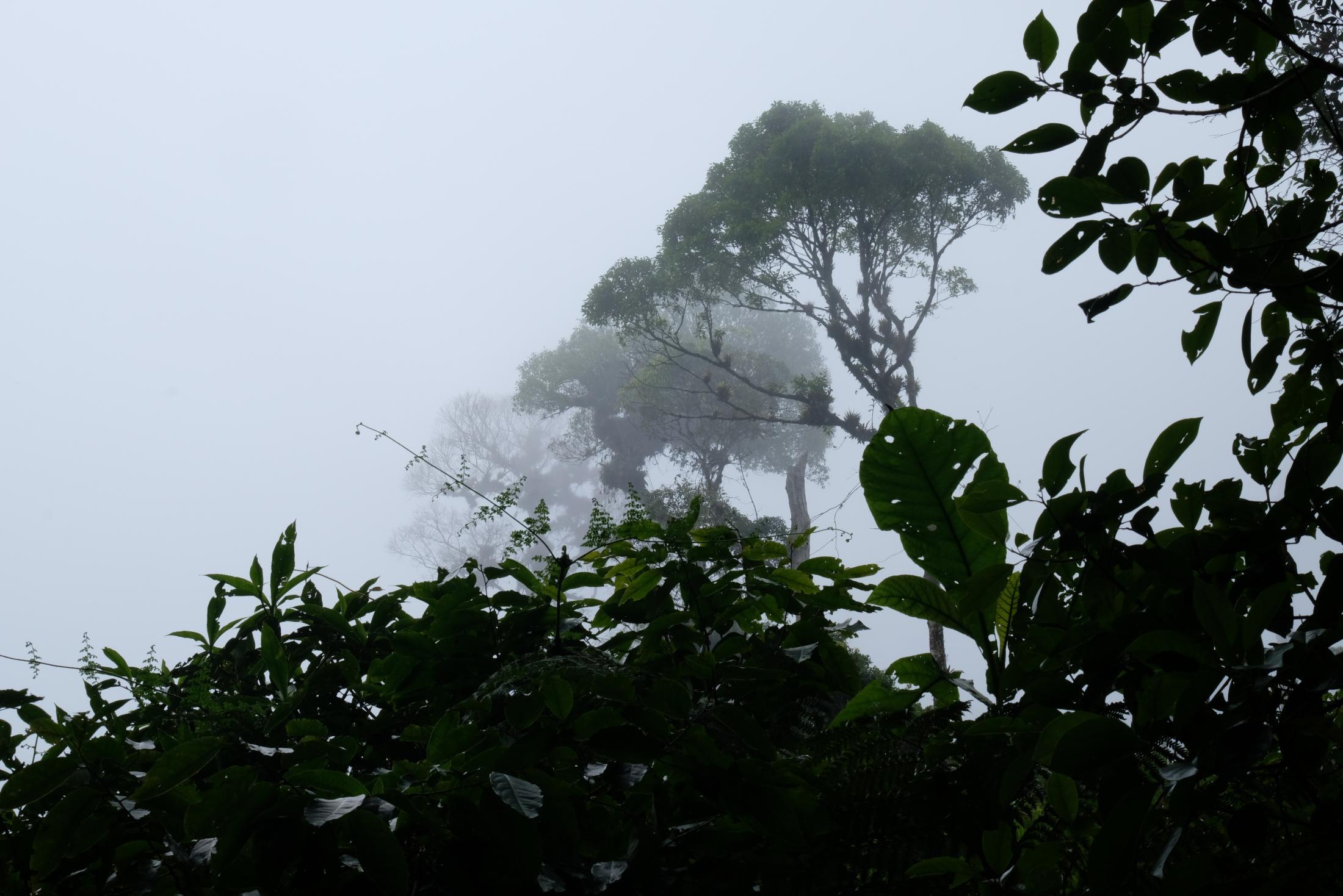Bienvenidos a la Selva: Parque Nacional Cusuco - Therefore Cloud Forests are most at risk of the effects...