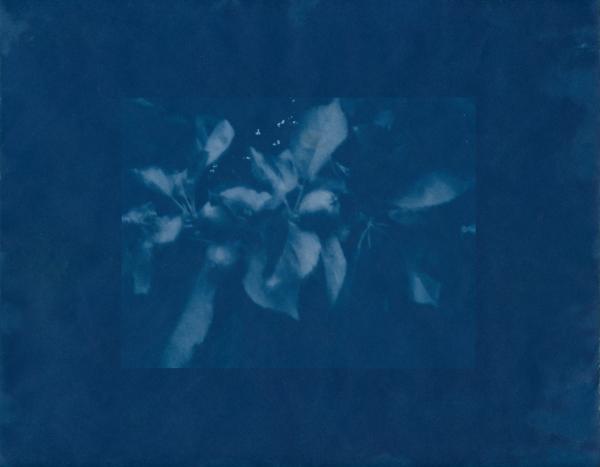 Image from Blue Cento - Young Apples