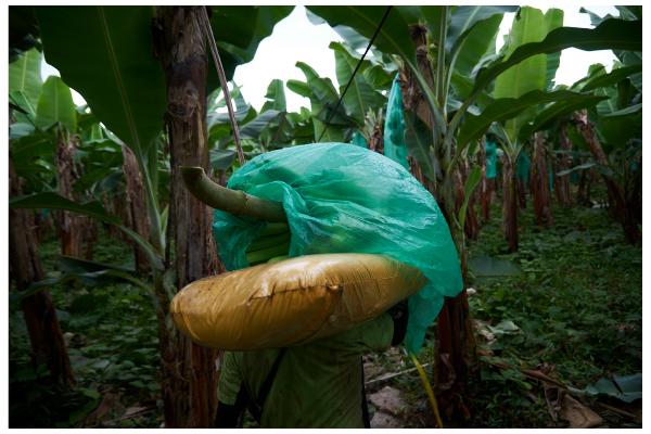 Banana workers: exploitation for exportation