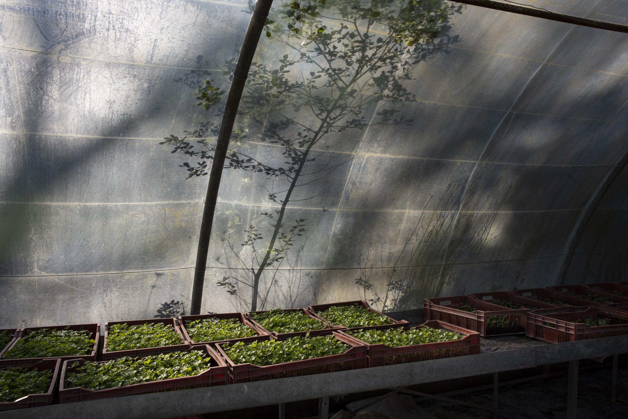 The greenhouse of La Ferme des Millonets, with the fleas that will be planted for this summer&#39;s harvest. Mantes la Jolie, Ile de France, France, April 2020