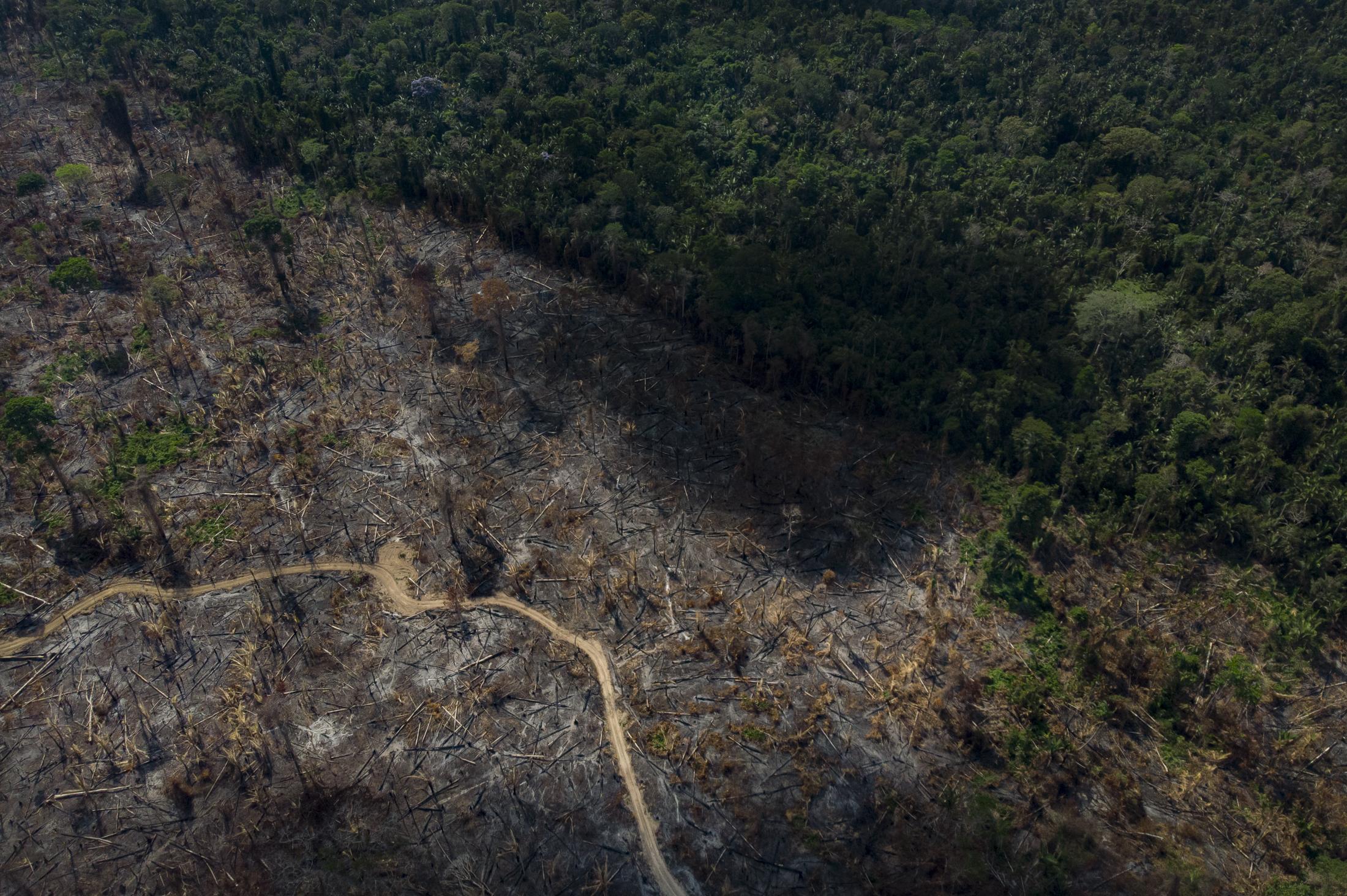 Aerial view of an area of 739 hectares of illegally burned Amazonian forest. This area of the forest is part of the Protected Indian Protected Landscape TI Cachoeira Seca that belongs to the Arara peoples. To deforest such a zone, 20 people and 6 sawchain work on site at 1000 reais per bushel for 2 months. The illegal work commissioned by farmers of the region, friends who would share the land. A runway is already ready to sow the seeds of pasture before the rainy weather arrives. A fine of one million two hundred thousand reais is envisaged for this type of environmental crime, but cases like that normally ends up by the farmer paying the sum of 5000 Reais in 5 parcels of 1000. Between the farmers who burned this forest, one is son of a local deputy.