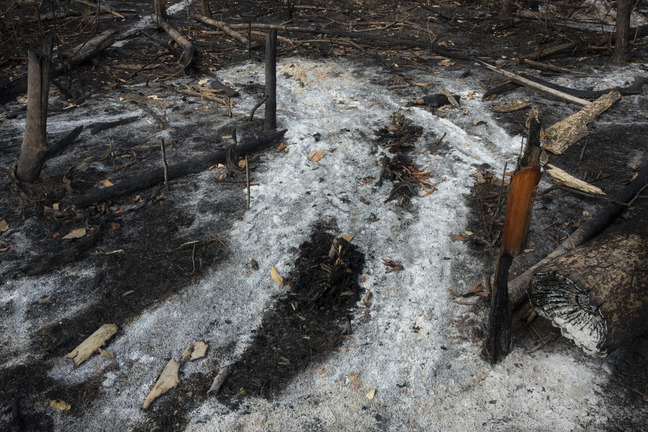 Altamira - Les cendres des arbres dans un champs de 739 hectares de...