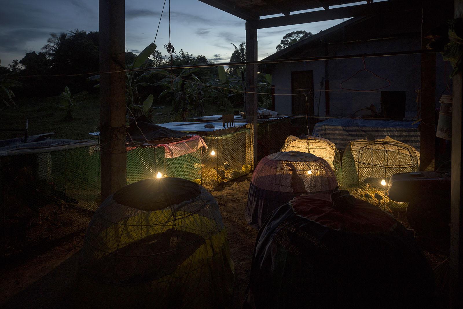 THREE DECADES OF AN ANTI-DAM STRUGGLE - Chicks are illuminated and warmed at night in a village...