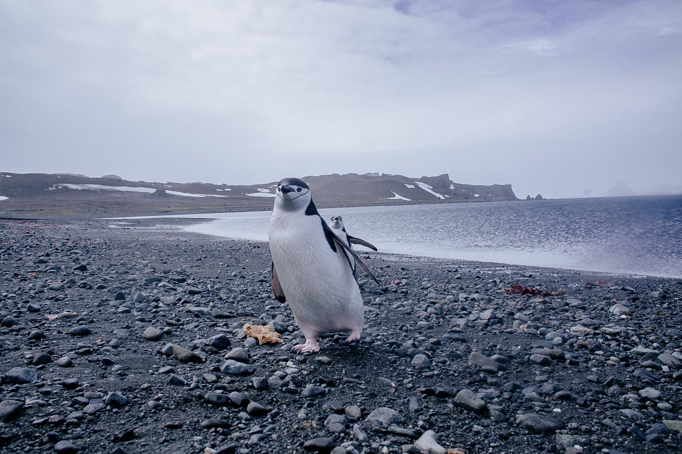 Chinstrap penguin (Pygoscelis antarcticus)