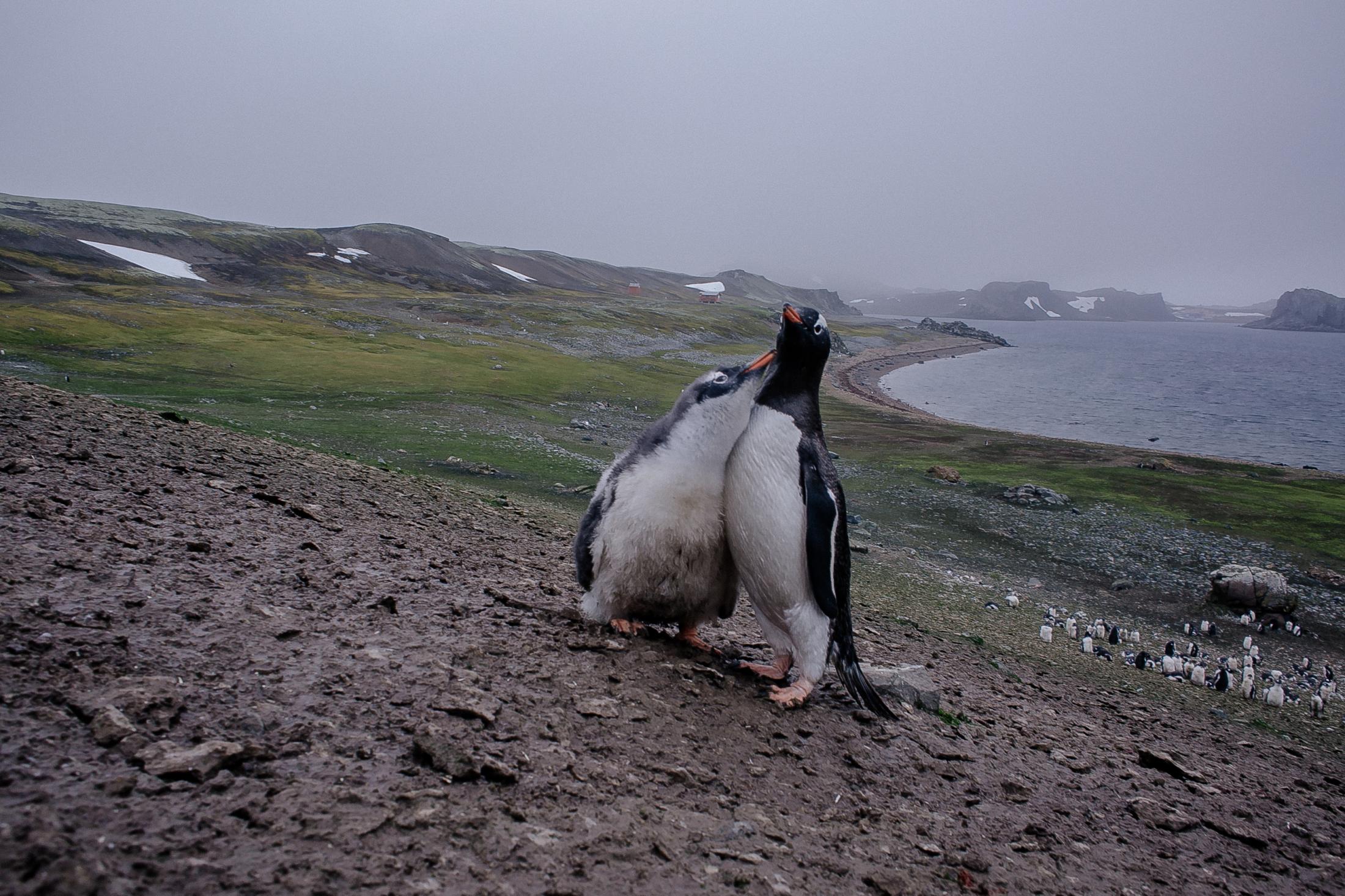 Summer in the South of the Planet - Gentoo penguin (Pygoscelis papua)