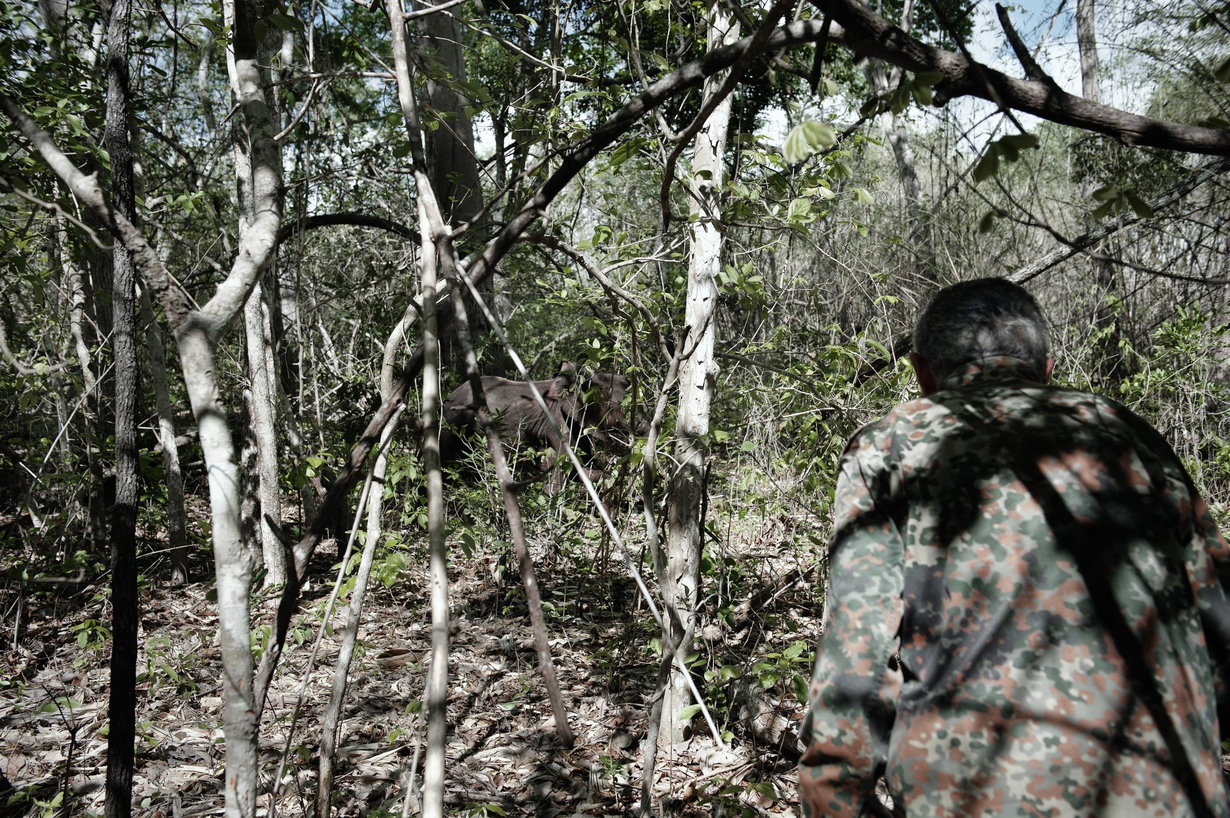 The Last Elephant Standing - Mr Jacob ,that owns a conservation forestal concession,...