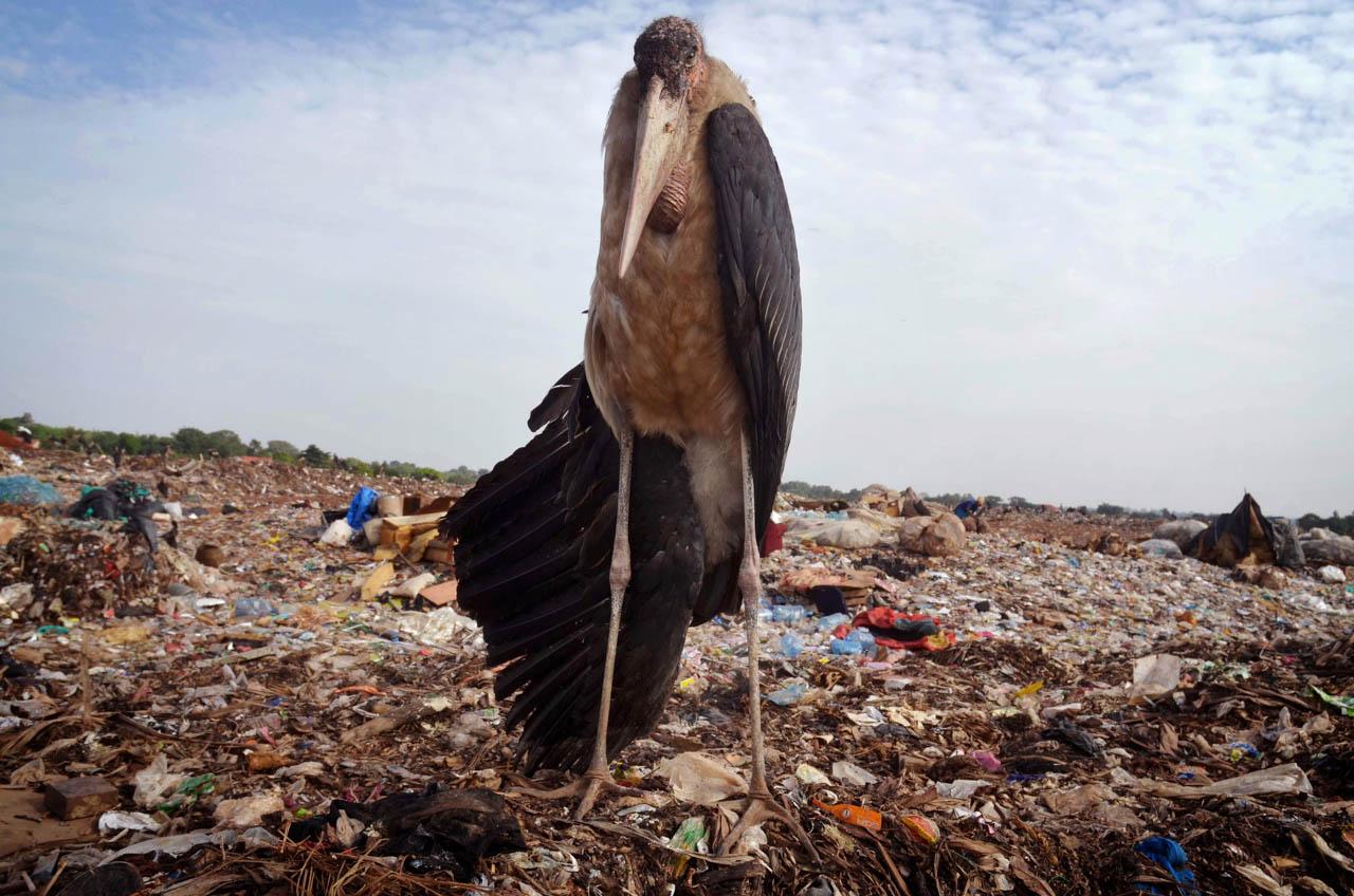 Katumba Badru | My Trash, Your Trash - A marabou stork with a broken wing stands atop Kiteezi...