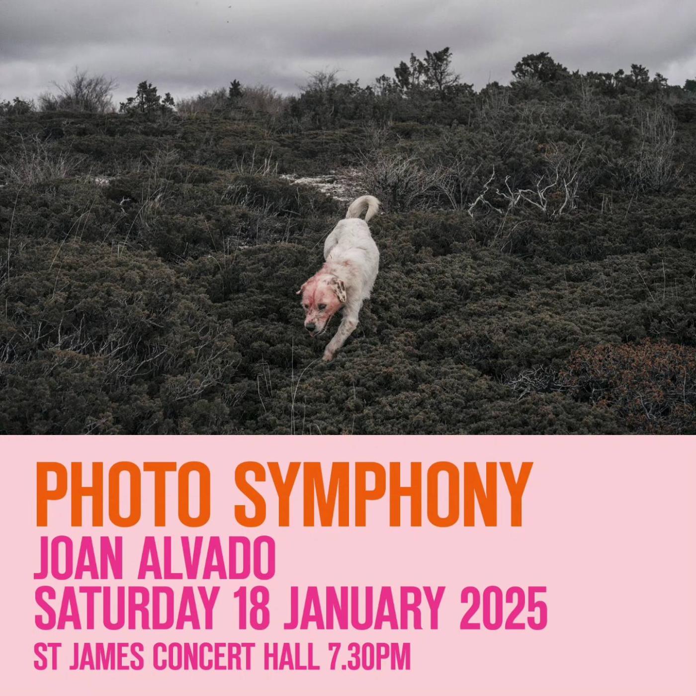 Photo Symphony, Guernsey: The Last Man on Earth (January '25)