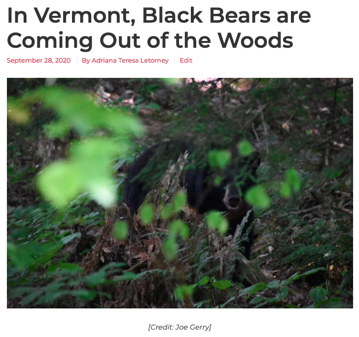 Thumbnail of on The Click: In Vermont, Black Bears are Coming Out of the Woods