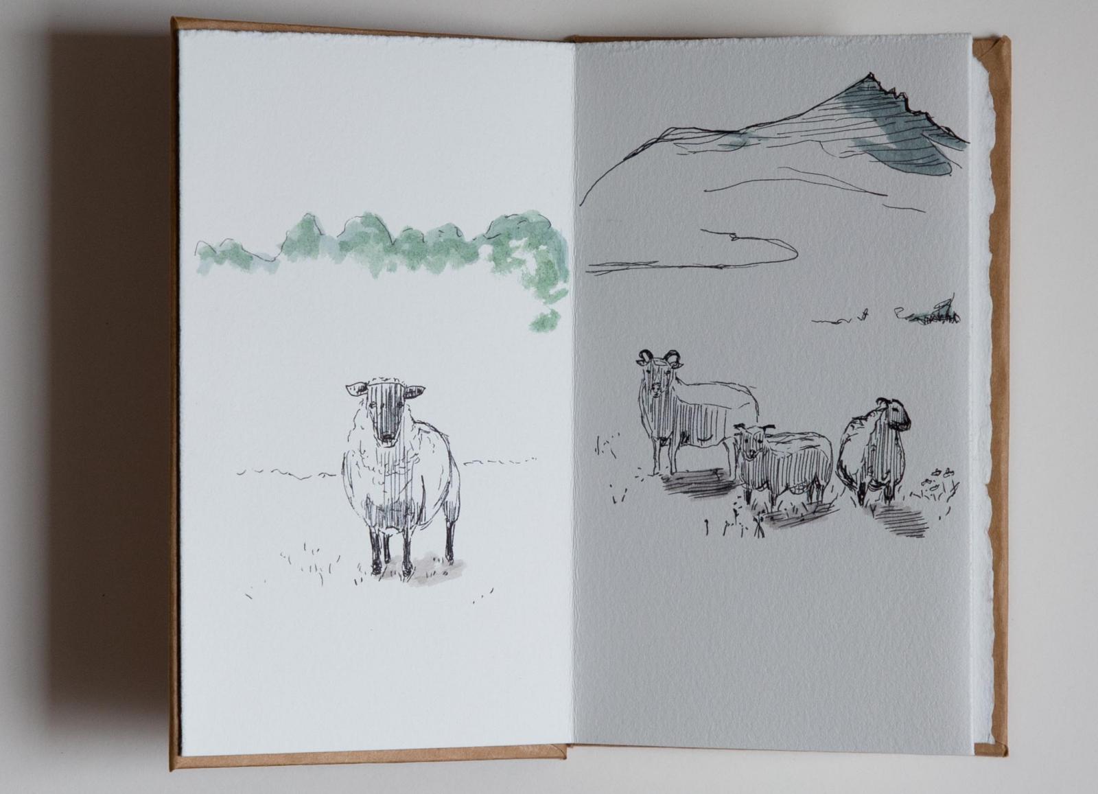 sheep and goat - 