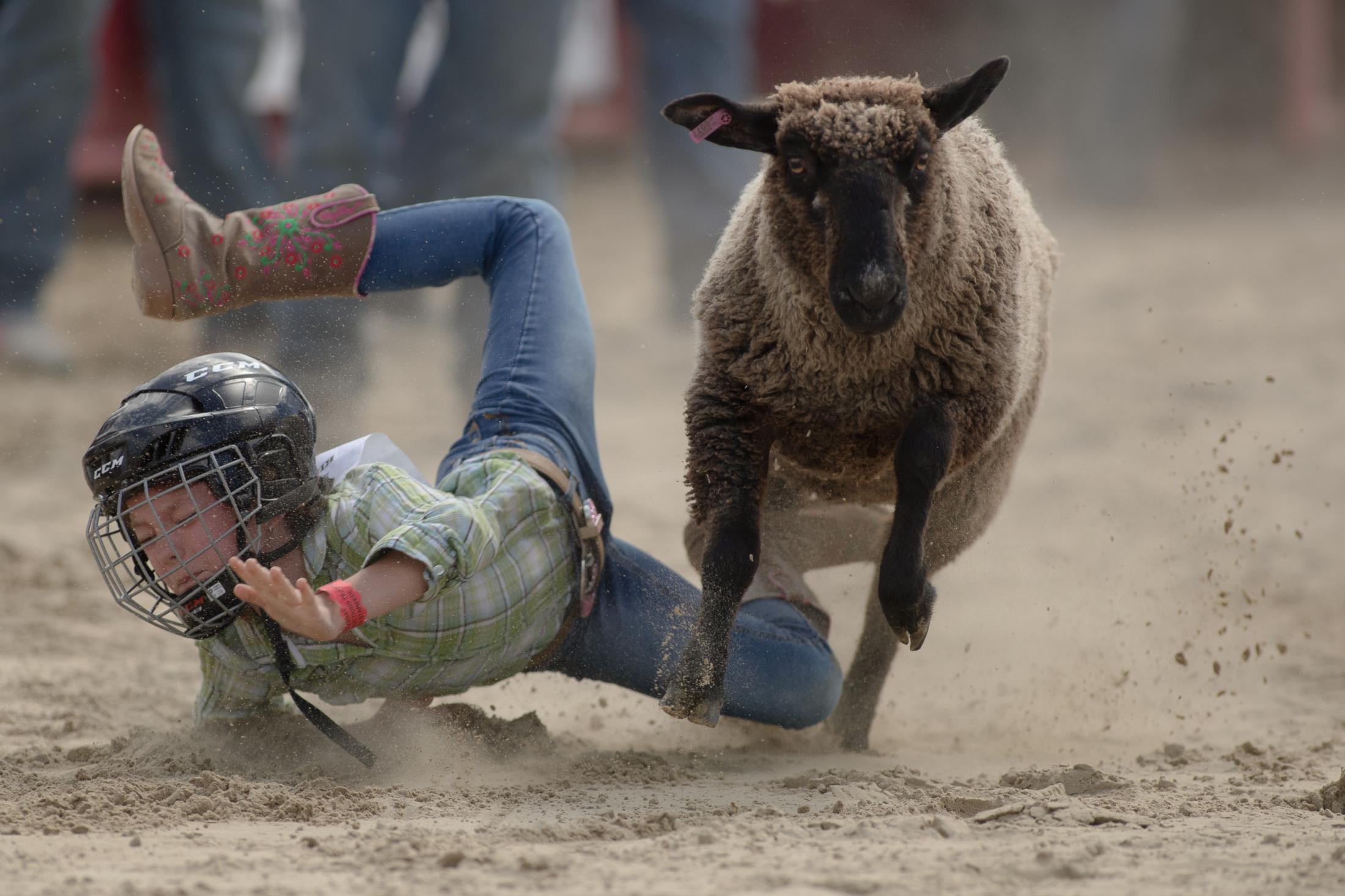 Sports - Brooke Stokes from Southbury gets thrown off a sheep but...