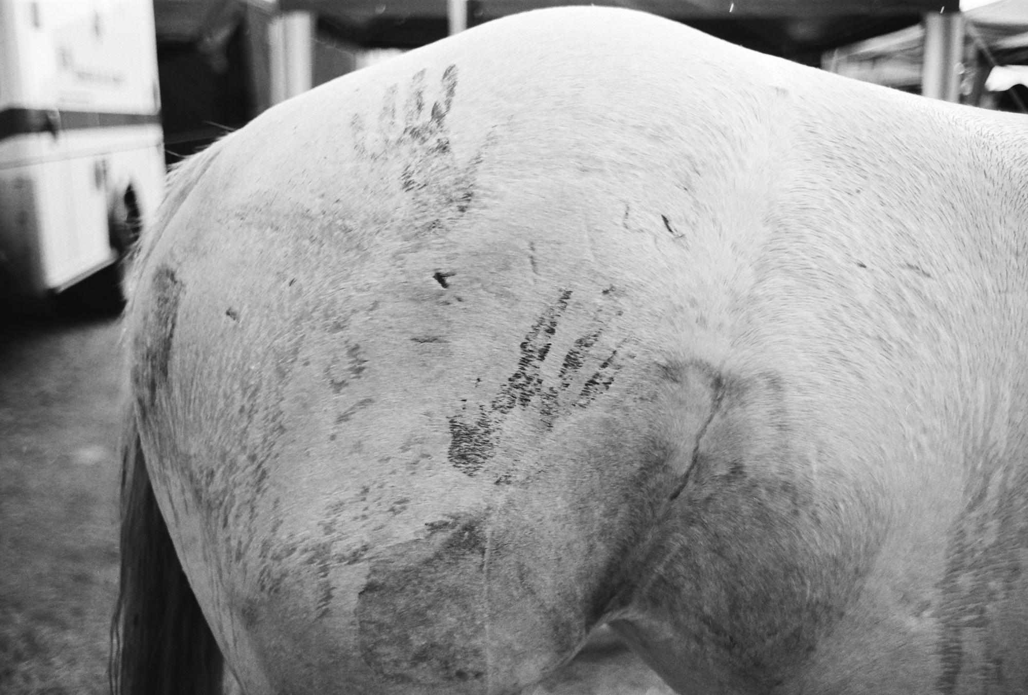 Standing Rock - Handprints on the haunches of an albino horse at the...