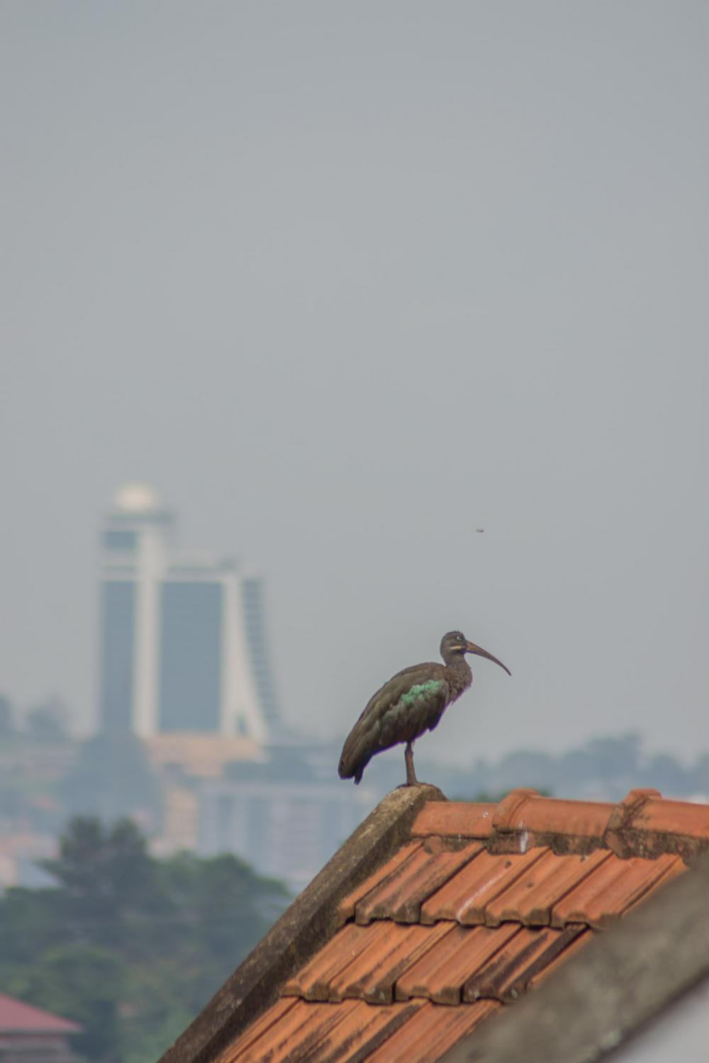 ESCAPING LOCKDOWN - A Hadada ibis, perched on a roof in the neighboorhood.