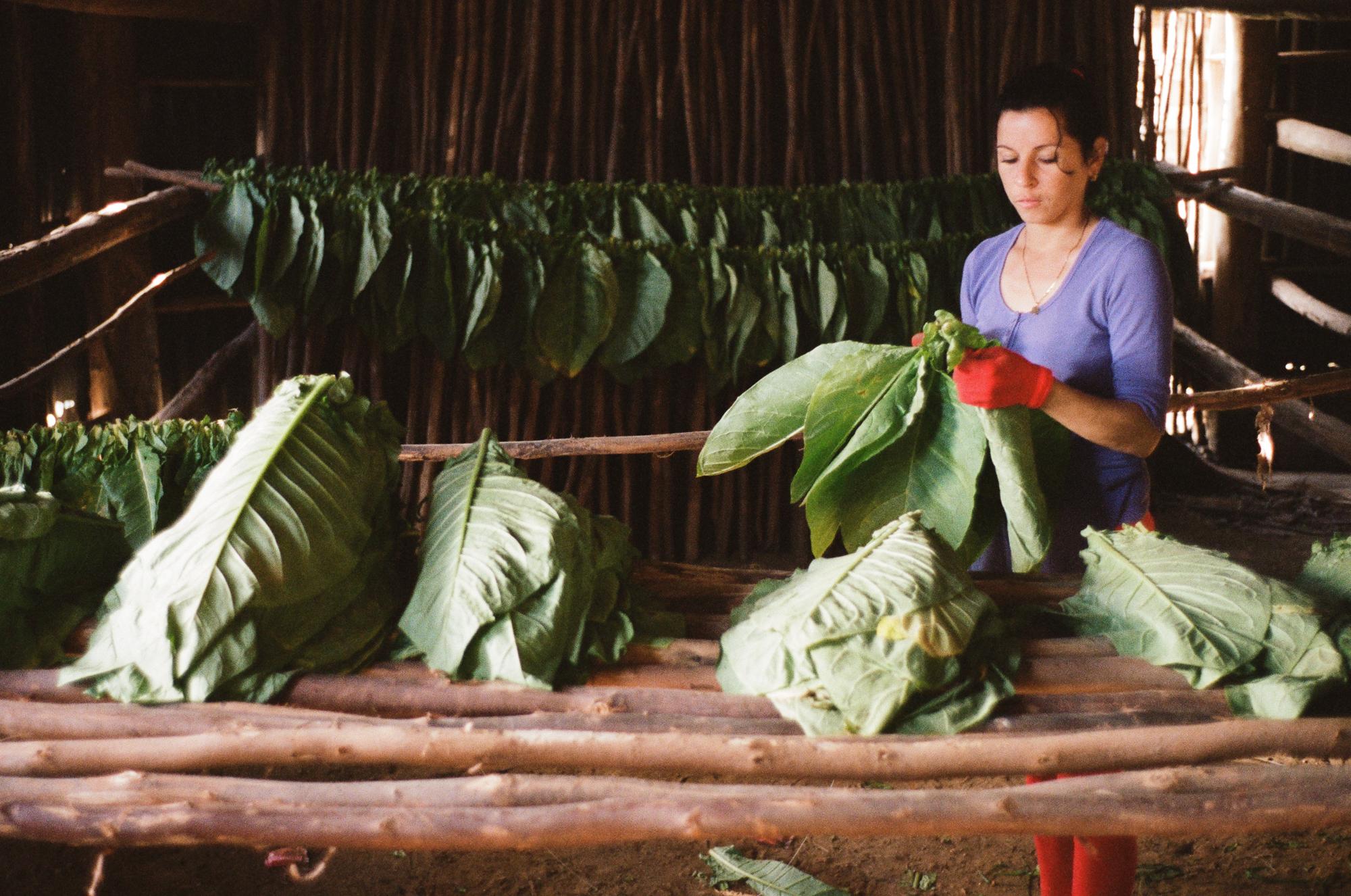 Tobaccoland - SAN LUÍS.  Yunarys sews freshly picked tobacco...