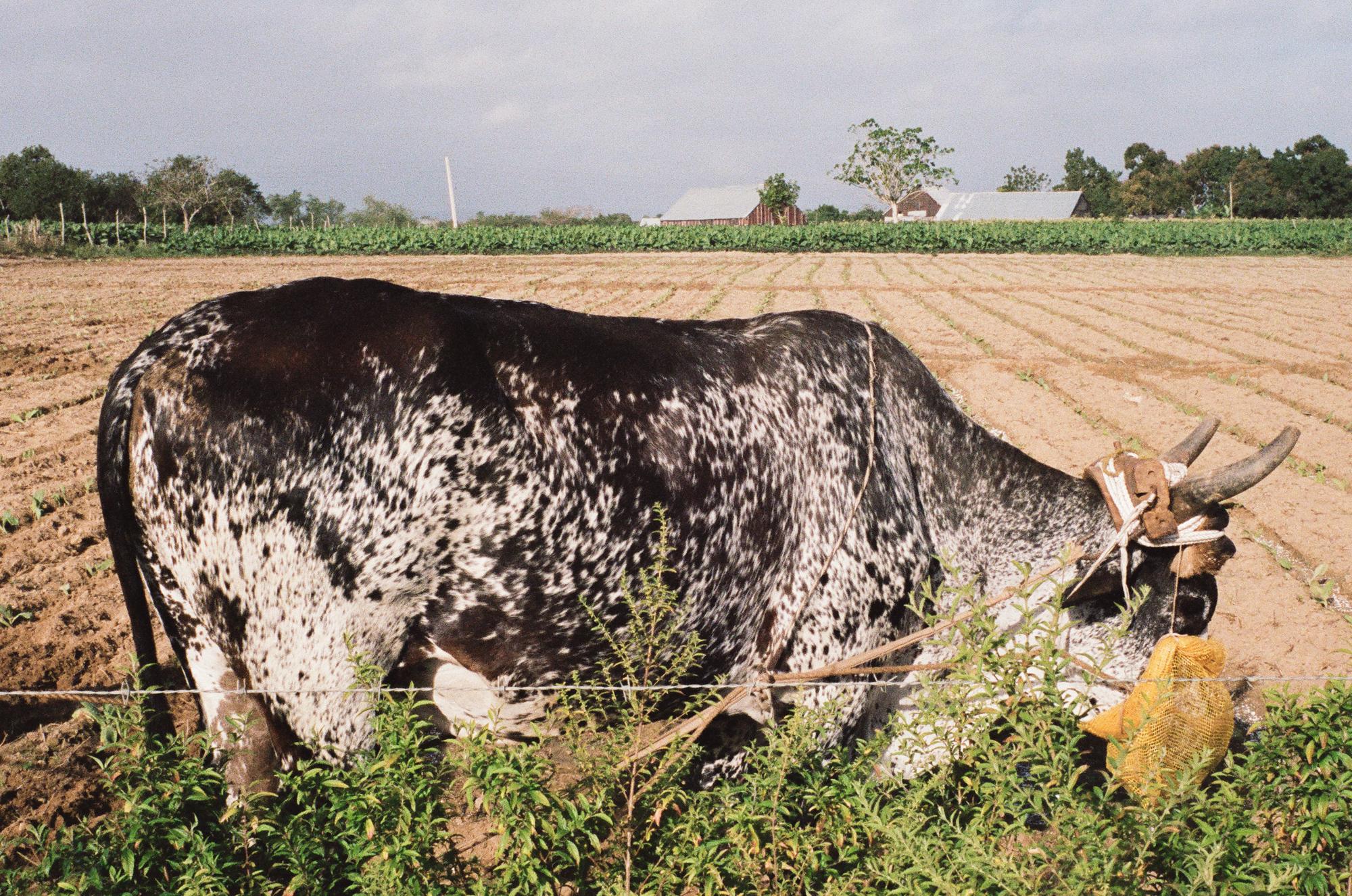 Tobaccoland - SAN LUÍS.  An oxen tilling a tobacco and rice...
