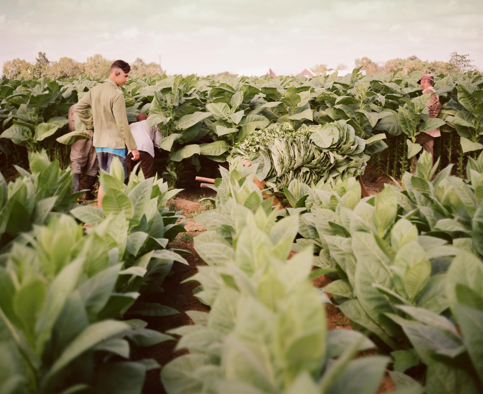 Tobaccoland - San Lui, Cuba