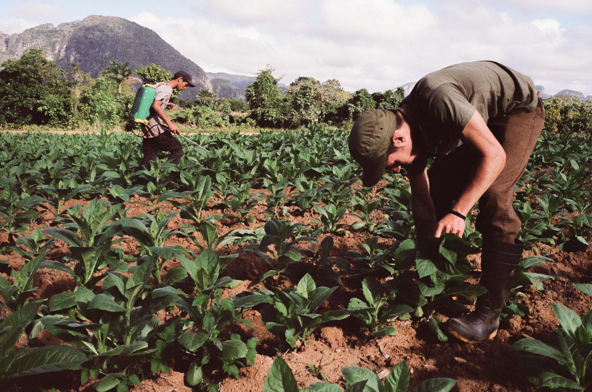 Tobaccoland - VIÑALES.  Richer and Osmani, two young farmers,...