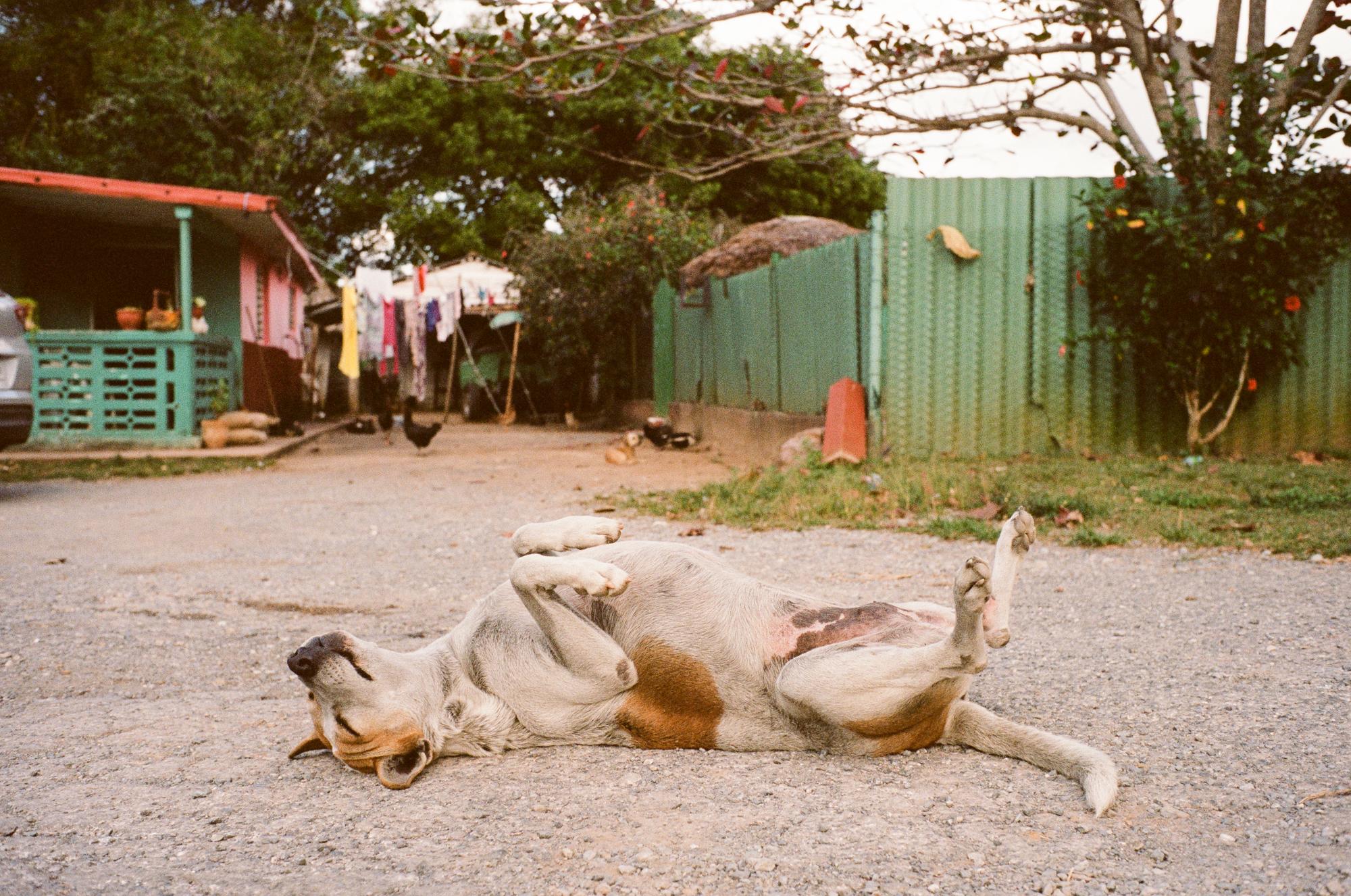 Tobaccoland - VIÑALES.  The family dog naps on the hot pavement...