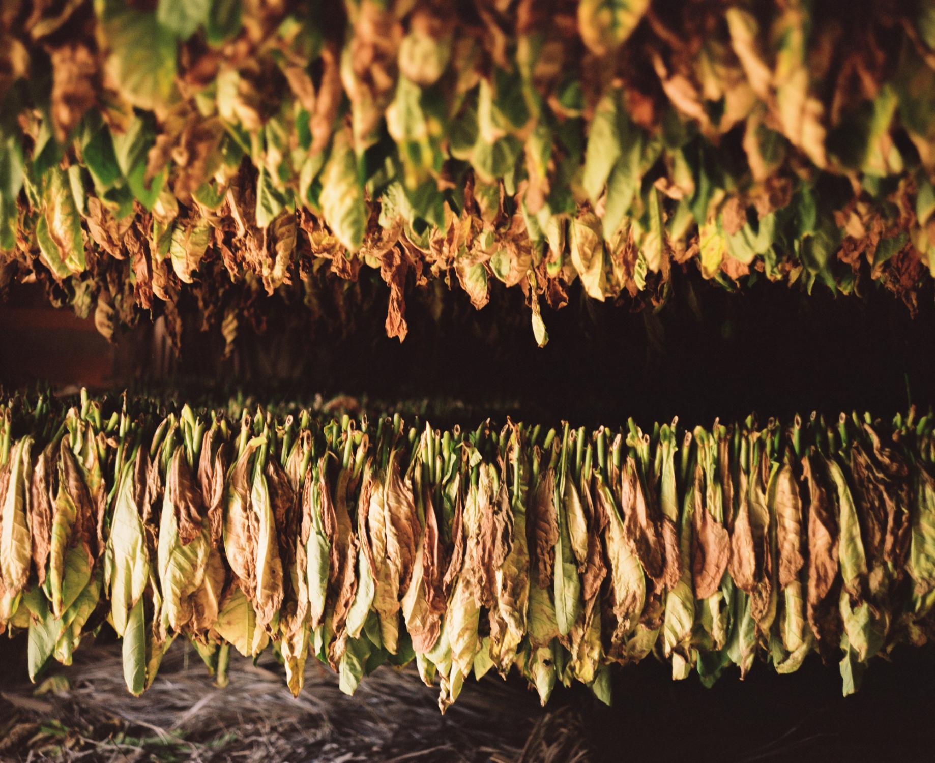 Tobaccoland - VIÑALES.  Tobacco leaves held together by string...