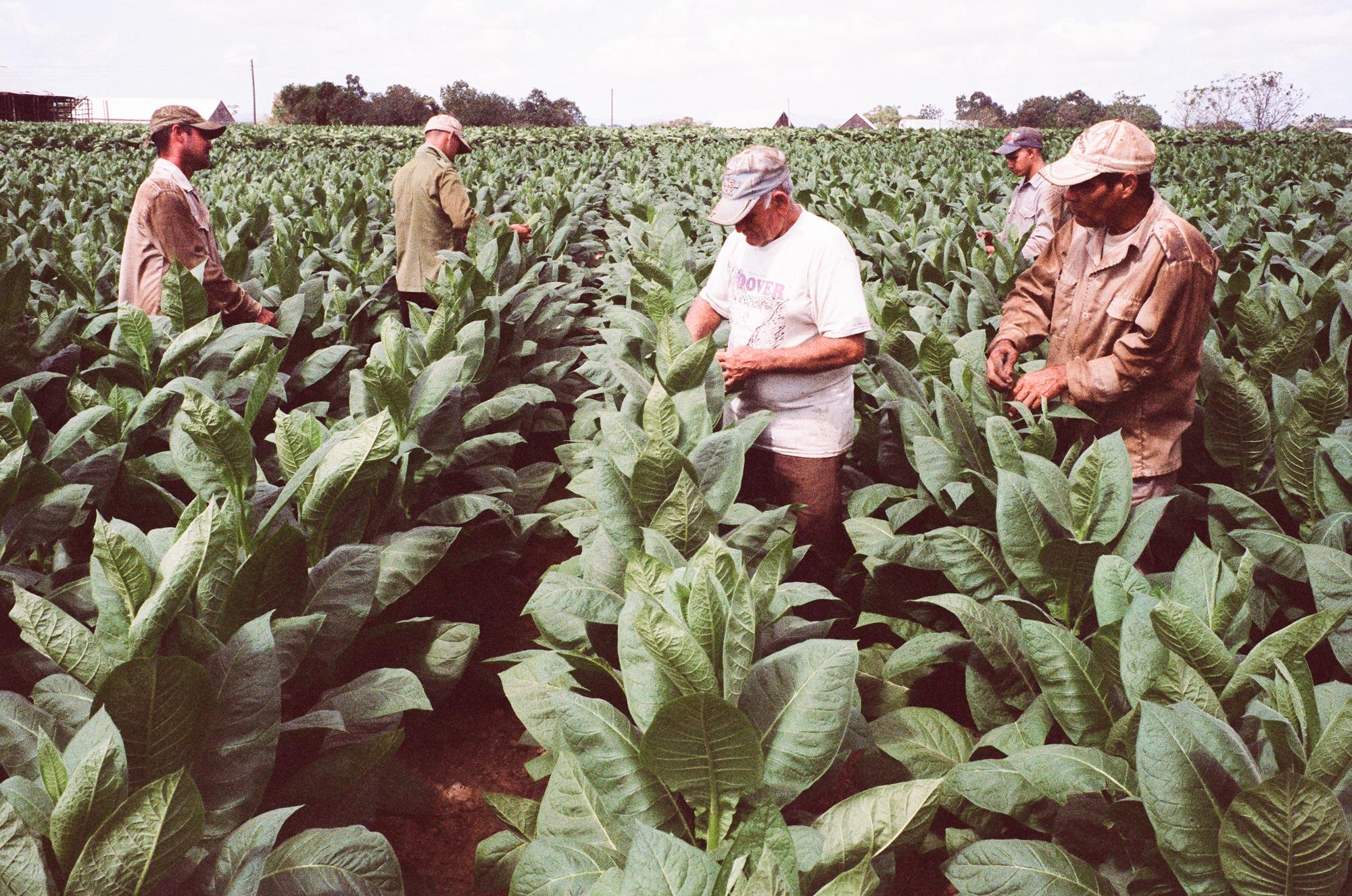 Tobaccoland - SAN LUÍS.  Farmers pull the top flowers off of...
