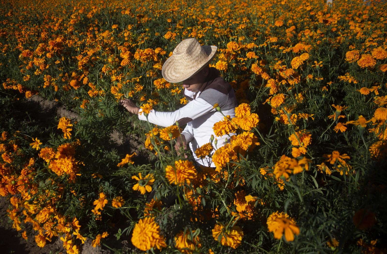 Image from  Bloomberg News - Cempazuchitl Flower