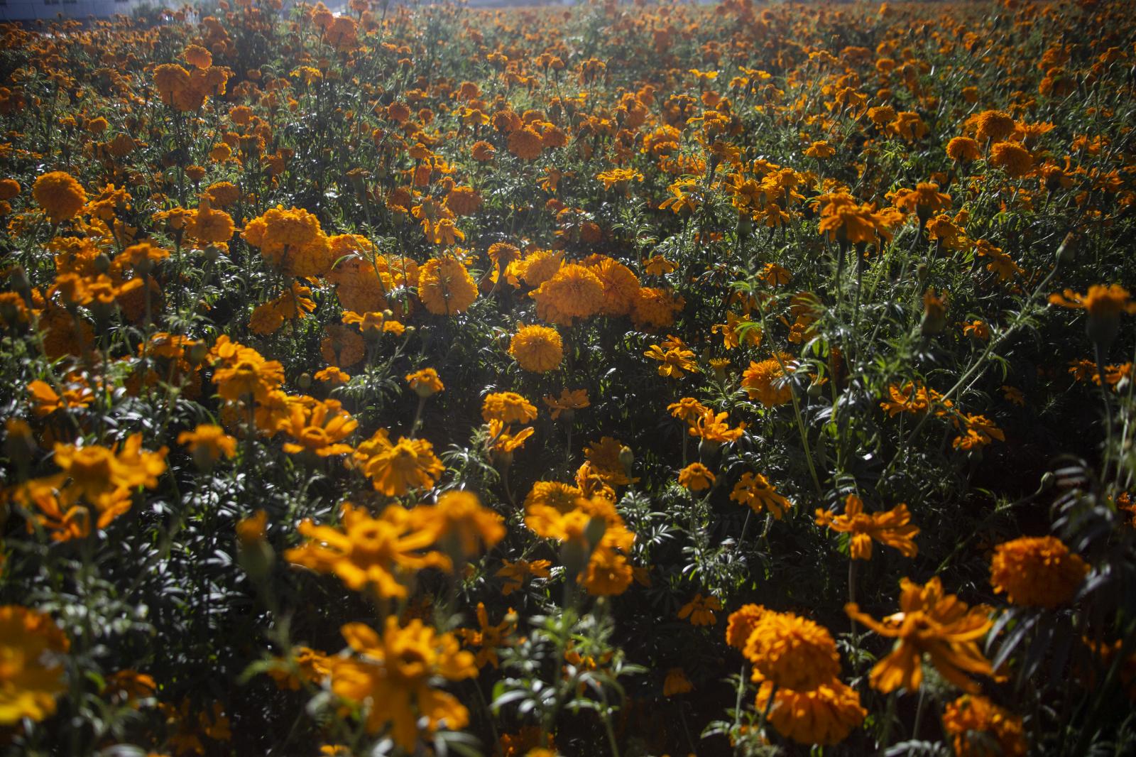 Image from  Bloomberg News - Cempazuchitl Flower