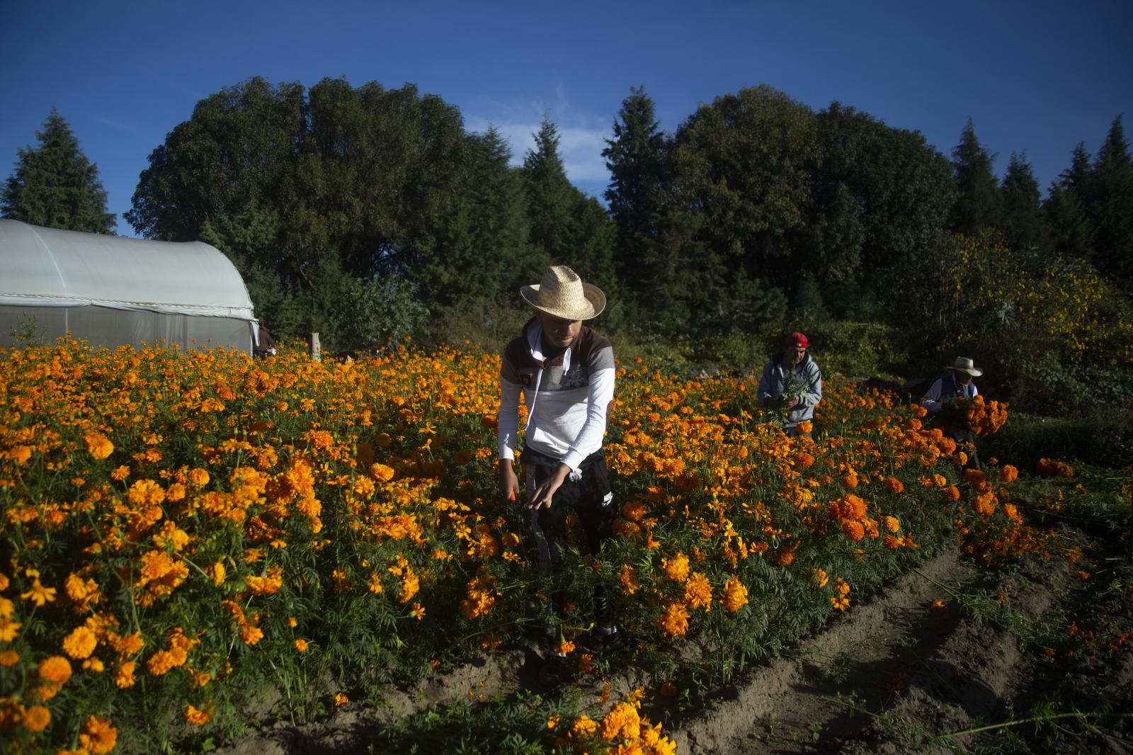 A worker harvests Cempas&uacute;chil flowers in the neighborhood of San Pedro Mexicaltzingo, Puebla, Mexico on Sunday, October 25, 2020. In the midst of the Covid pandemic, farm workers have been affected by the low sales of this flower, which is traditionally used in Day of the Dead offerings in Mexico. Photographer Koral Carballo /Bloomberg
