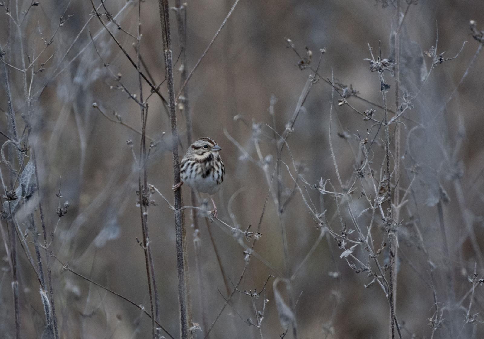 A Song Sparrow sits on a dead p...n to a similar area each year. 