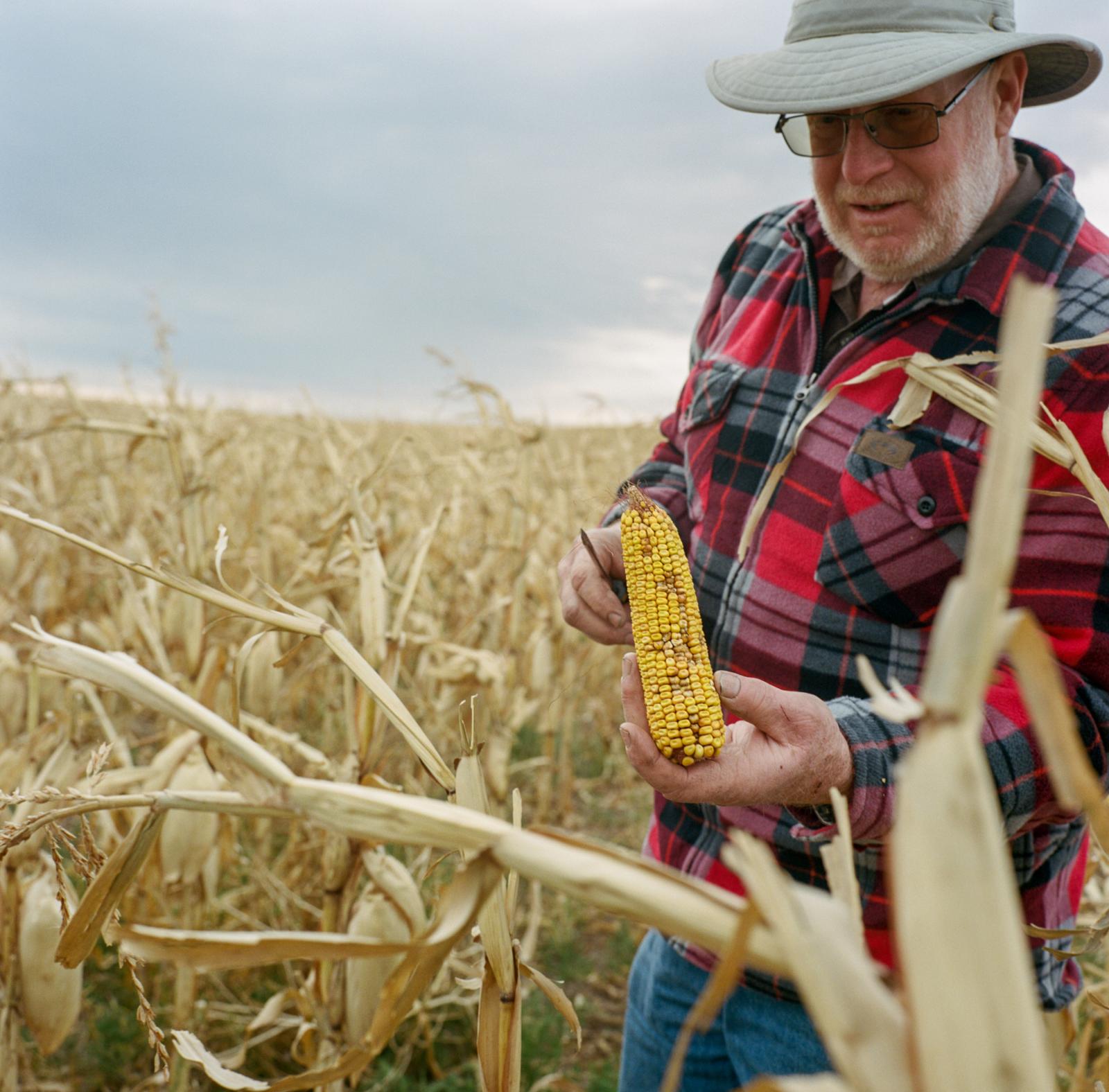 Along the Keystone XL Pipeline, Hoping for a Miracle - Wade Sikorski, 64, displays corn from his crop that was...