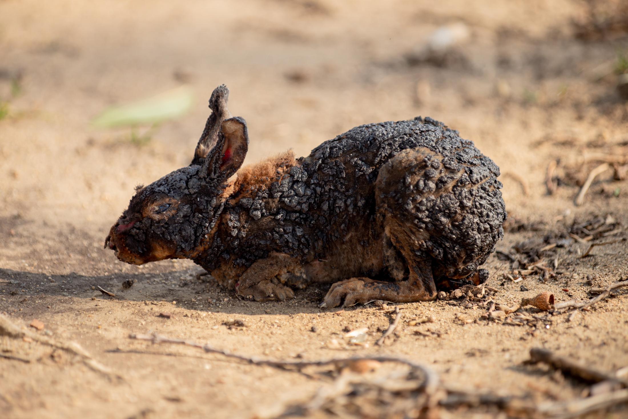 Nature of Fire - A burnt rabbit's fur melted to its body, and the pain...