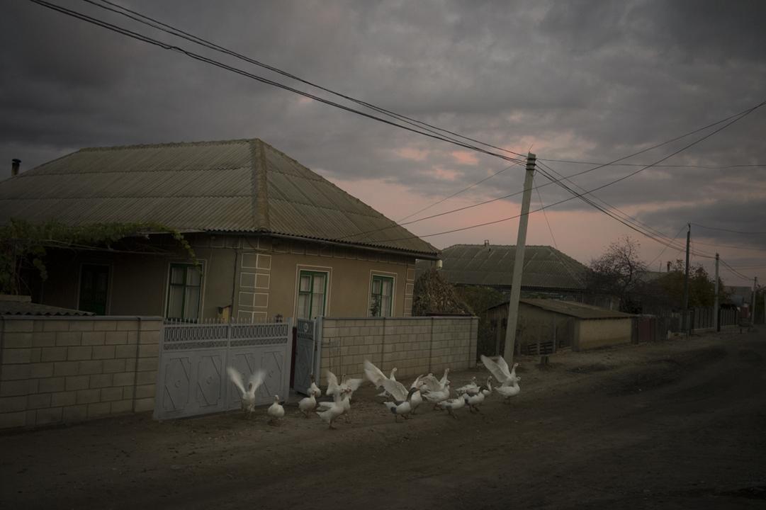 Geese at sunrise in BeÅŸalma, Gagauzia region.