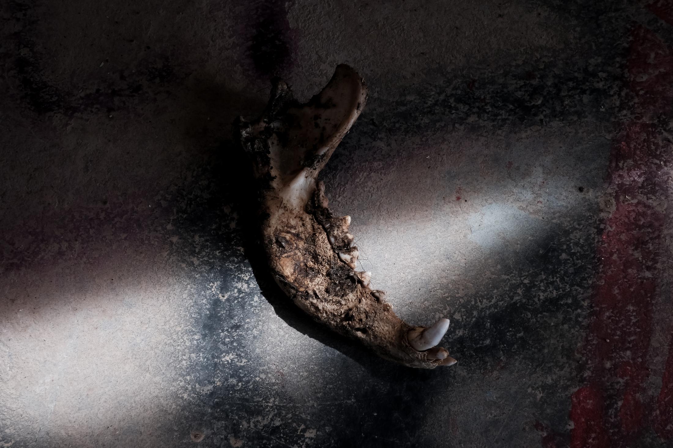 Last Free Place - A jaw bone is left on a table inside a shack of Slab...