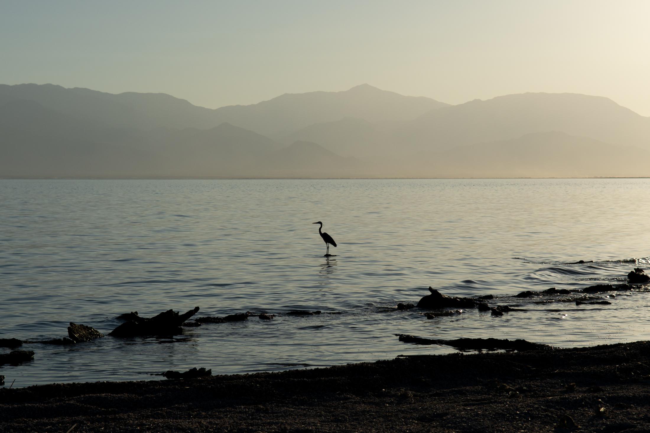 Last Free Place - A crane stands in the water of the Salton Sea. The sea...