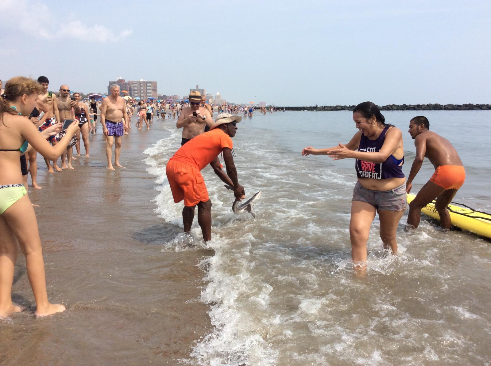 Shark Rescued at Coney Island 