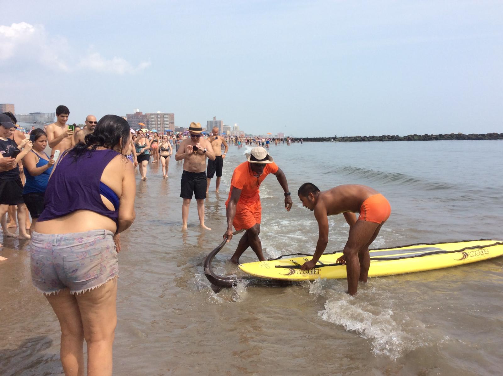 Shark Rescued at Coney Island 