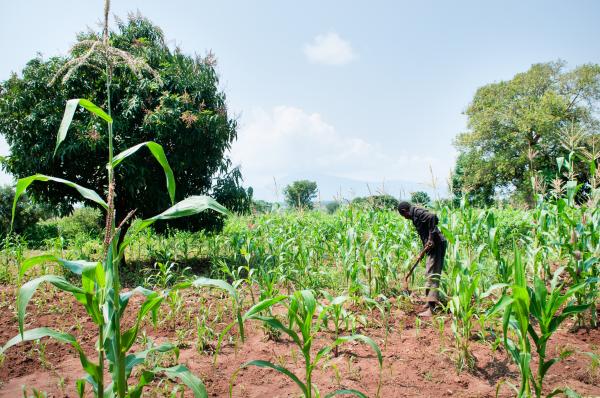 Image from Parenting the Missing - Odora Nakumiya weeds his garden in Panyum Obanlwane...