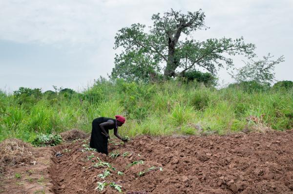 Image from Parenting the Missing - Mary Auma plants sweet potato in her garden in Oryang...