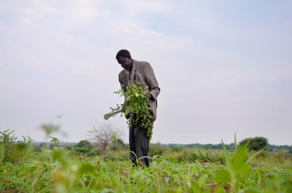 Image from Parenting the Missing - William Oryem weeds his field where he plants ground nuts...