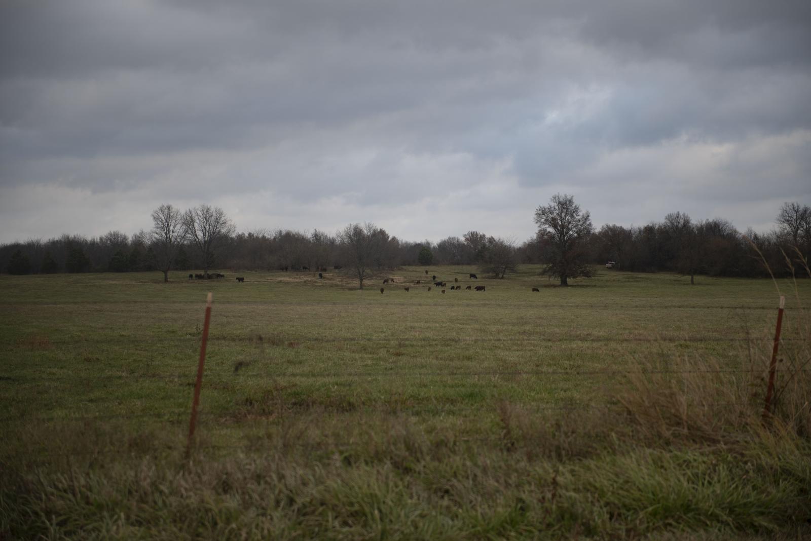 Cows graze on family land Satur... 2020 outside of Rich Hill, Mo.