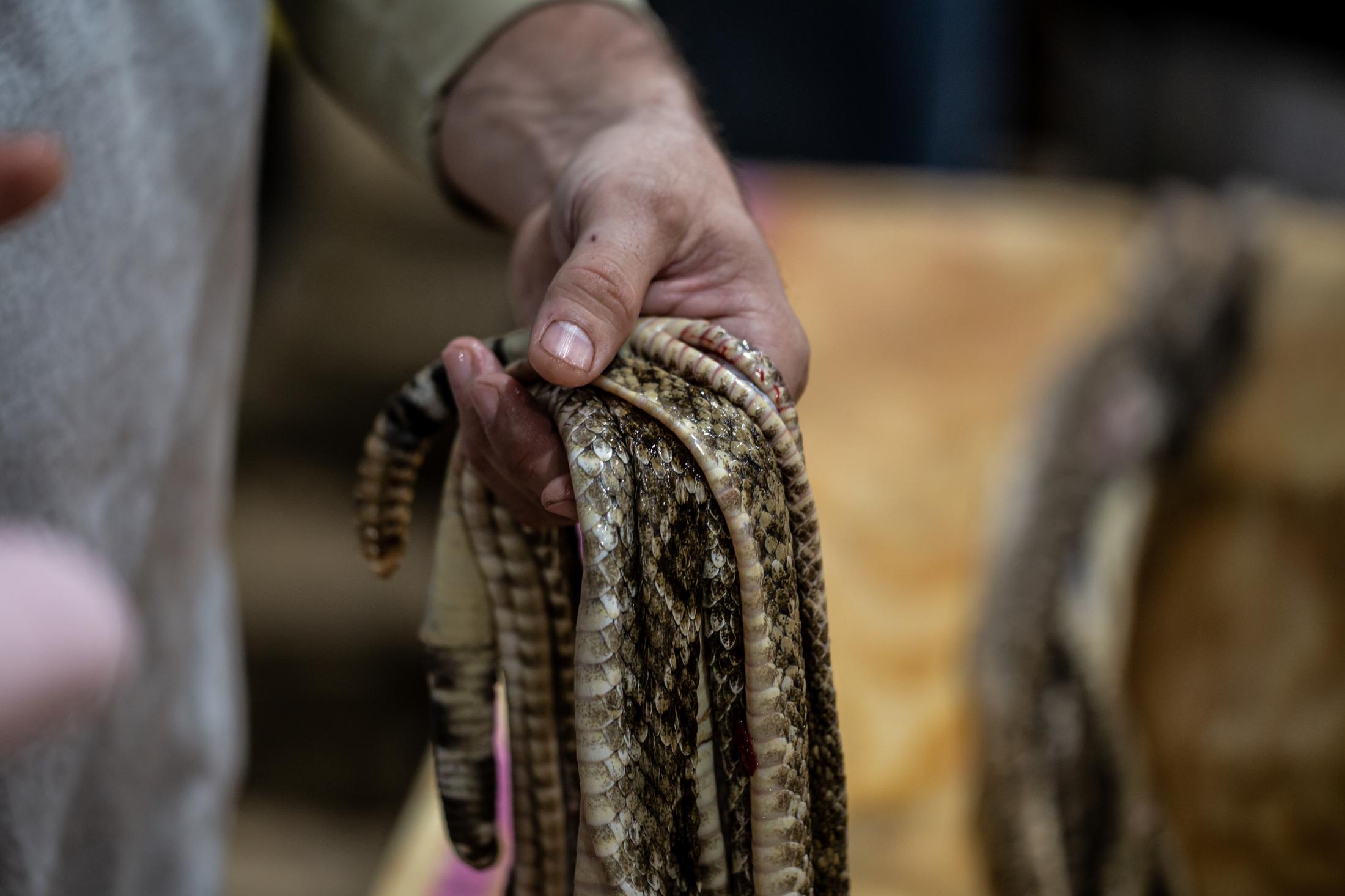 Beheading The Serpent - A man holds a handful of fresh skinned snake skins during...