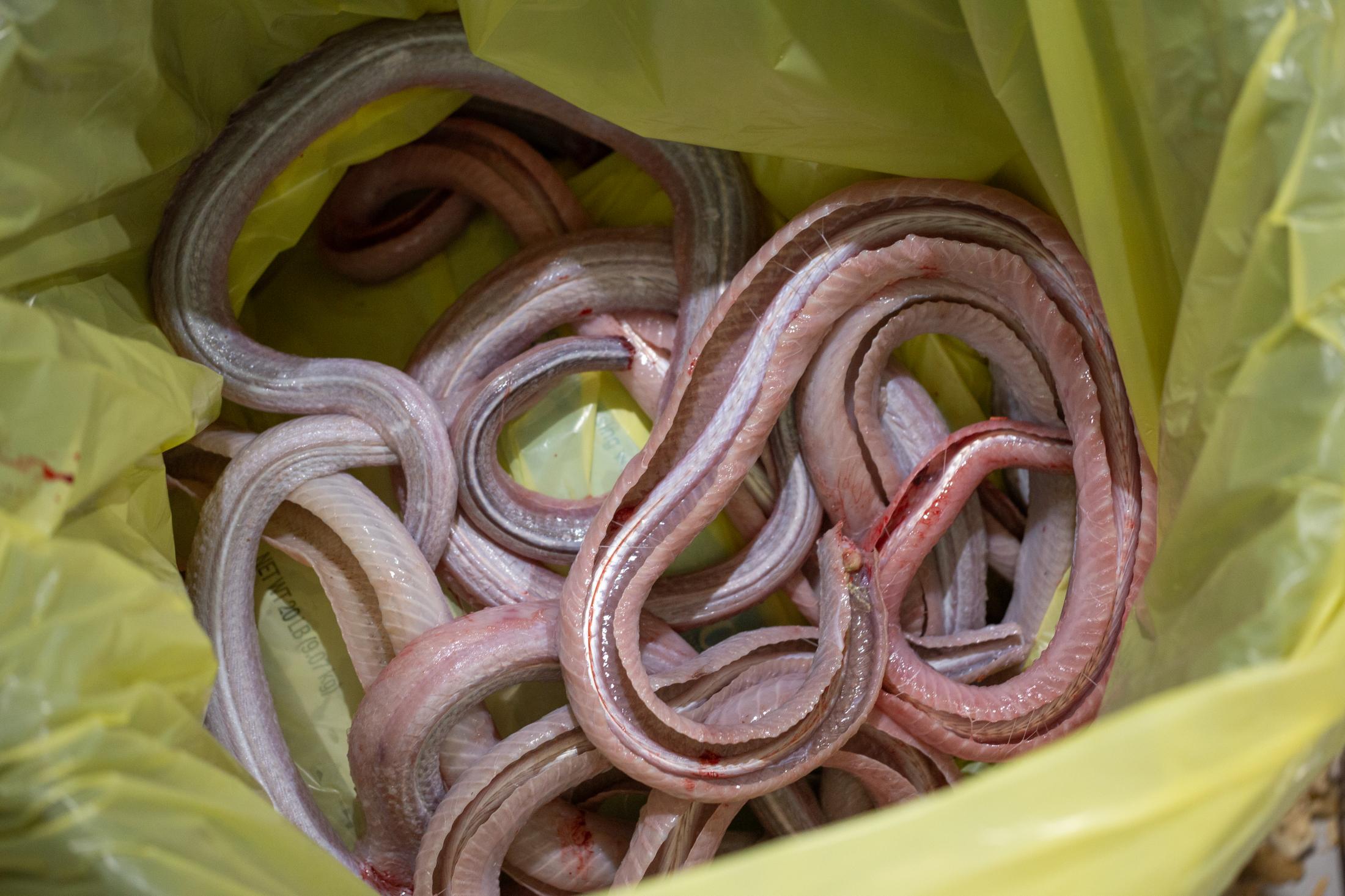Headless and skinless snakes are placed in a yellow-colored trash bag that goes to a kitchen,...