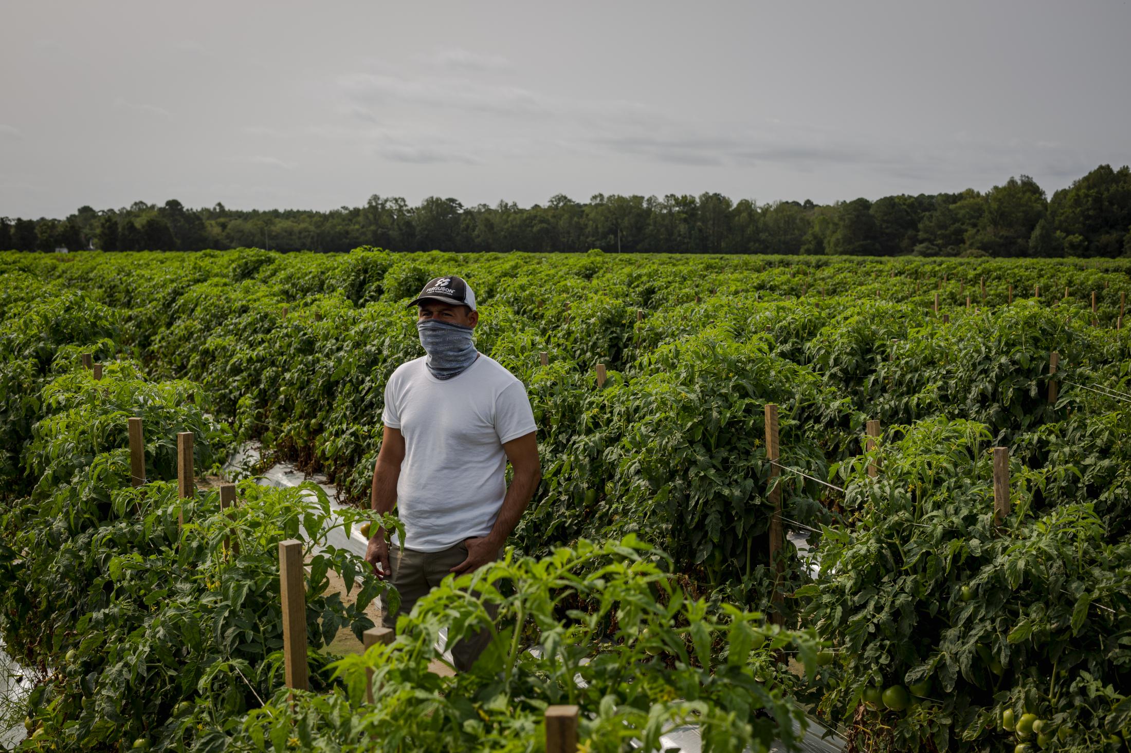 CHERITON, VA &ndash; September 9, 2020: Seasonal farmworker poses for a portrait in one of the many tomato fields in the remote Eastern Shore of Virginia. Seasonal farmworkers are brought by the thousands to toil in the tomato fields, since the start of the covid-19 pandemic, their conditions have worsened. Photo: Carlos Bernate for The New York Times