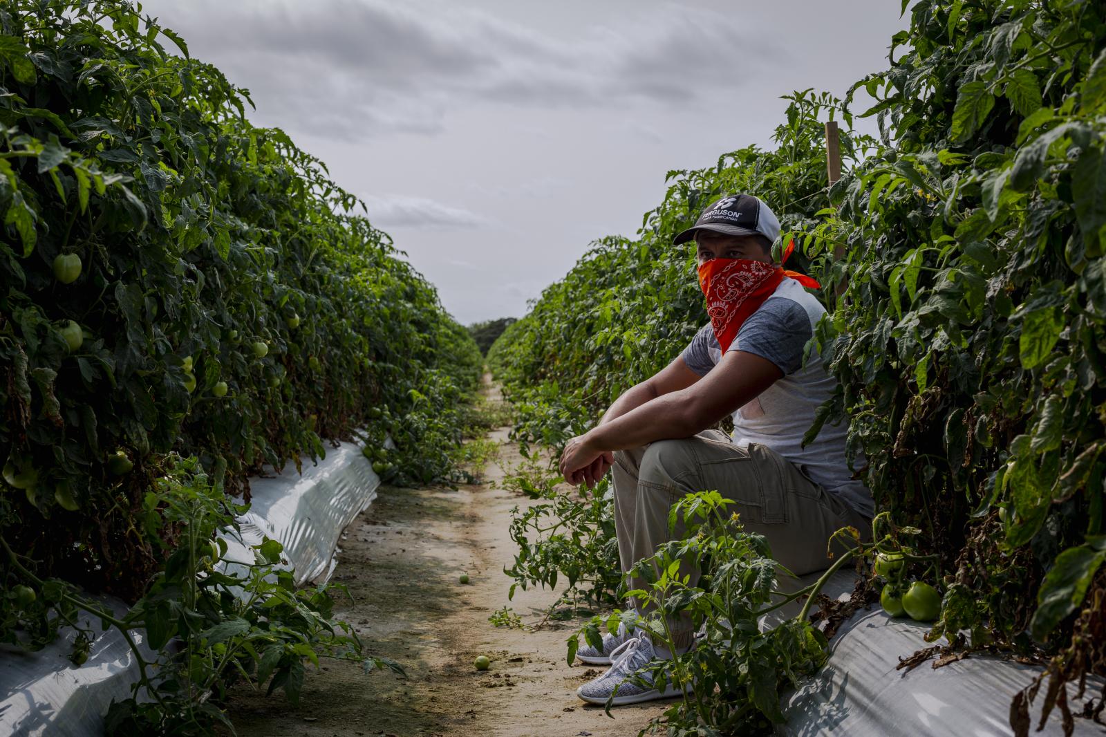 Migrant Workers Restricted to Farms Under One Growers Virus Lockdown - CHERITON, VA – September 9, 2020: Seasonal...