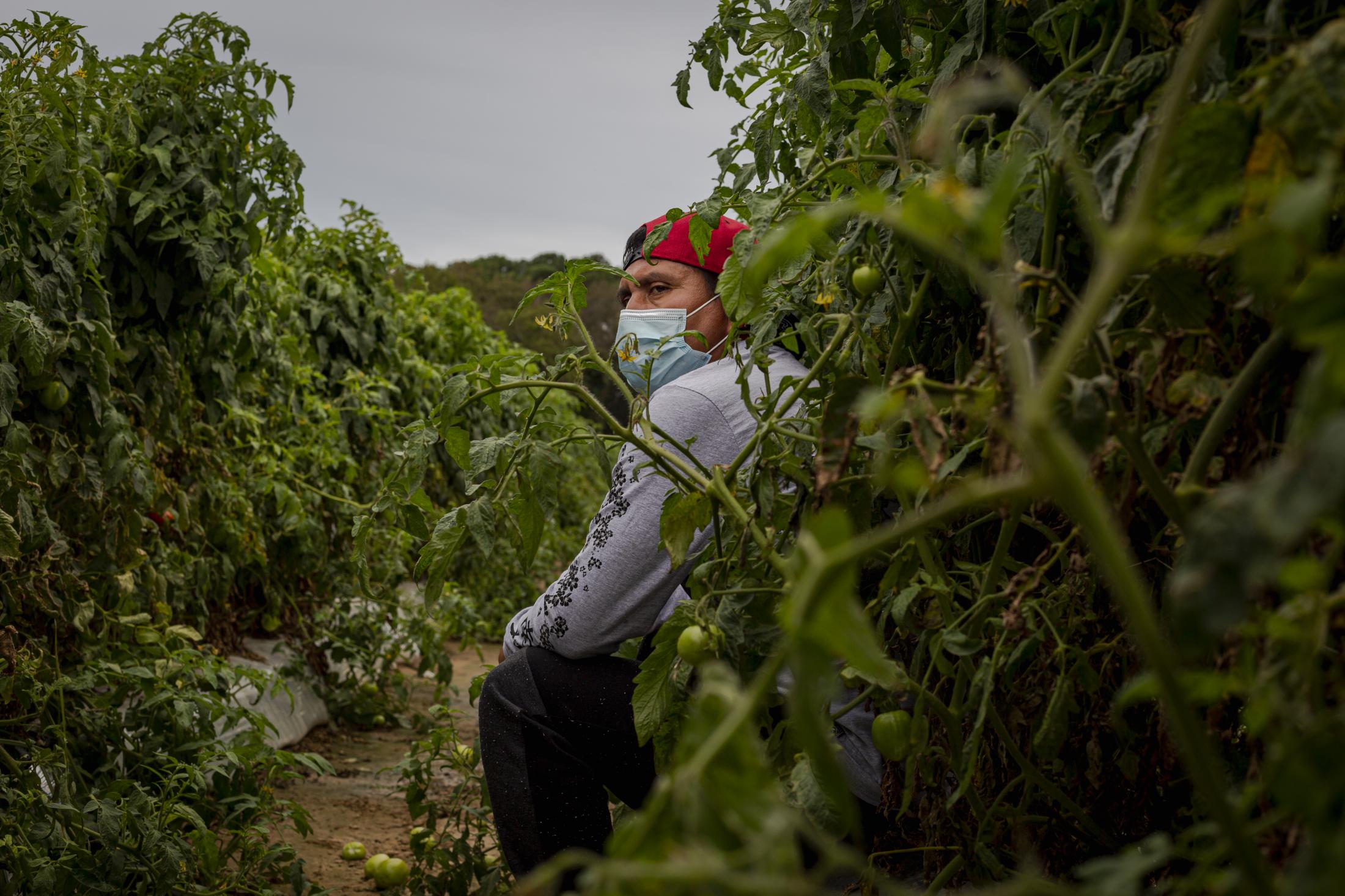 CHERITON, VA &ndash; September 26, 2020: Seasonal farmworker poses for a portrait in one of the many tomato fields in the remote Eastern Shore of Virginia. Seasonal farmworkers are brought by the thousands to toil in the tomato fields, since the start of the covid-19 pandemic, their conditions have worsened. Photo: Carlos Bernate for The New York Times