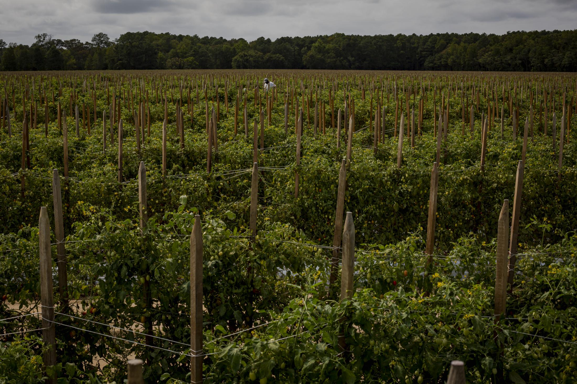 CHERITON, VA &ndash; September 9, 2020: Tomato fields in the remote Eastern Shore of Virginia. Seasonal farmworkers are brought by the thousands to toil in the tomato fields, since the start of the covid-19 pandemic, their conditions have worsened. Photo: Carlos Bernate for The New York Times