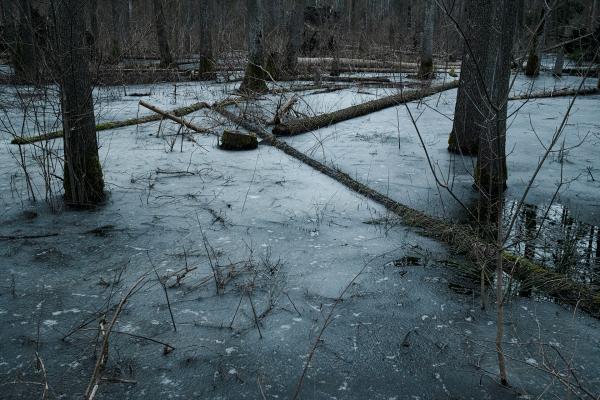 THE JUNGLE - project about unwanted refugees in the Bialowieza Forest