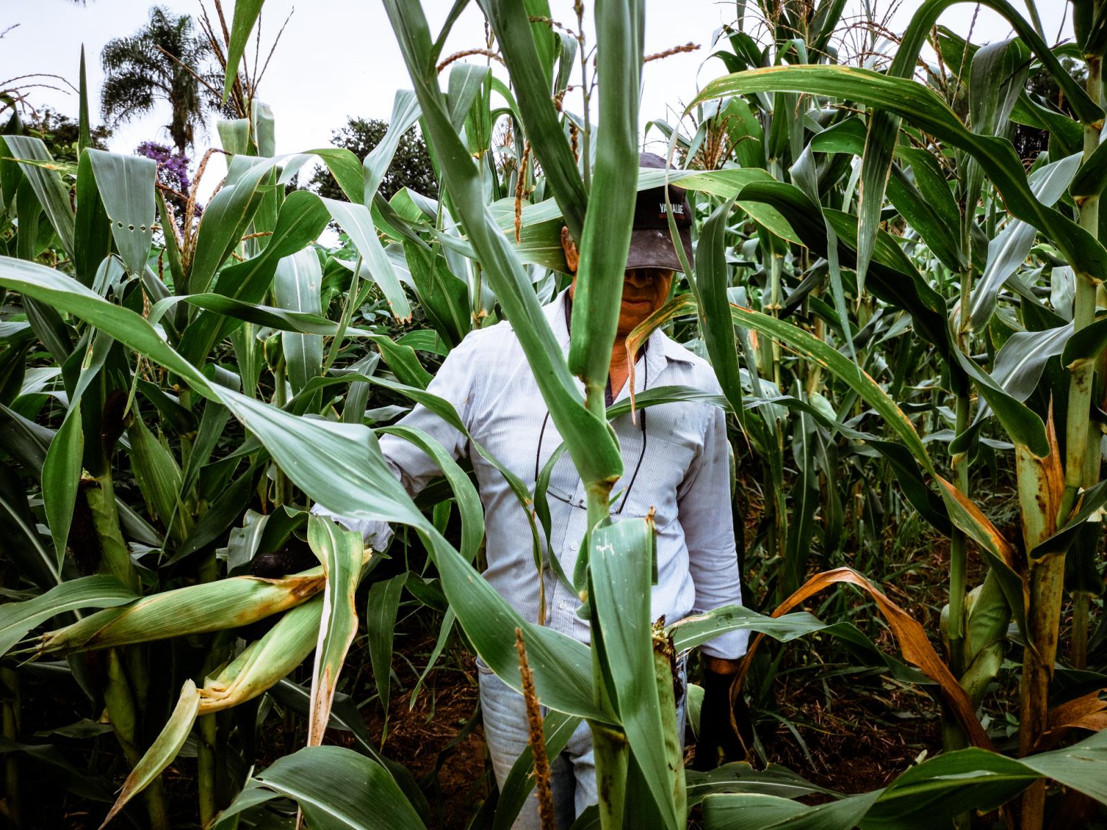 Marco A. Silva is harvesting corn in the field in the city of Ara&ccedil;oiaba da Serra in...