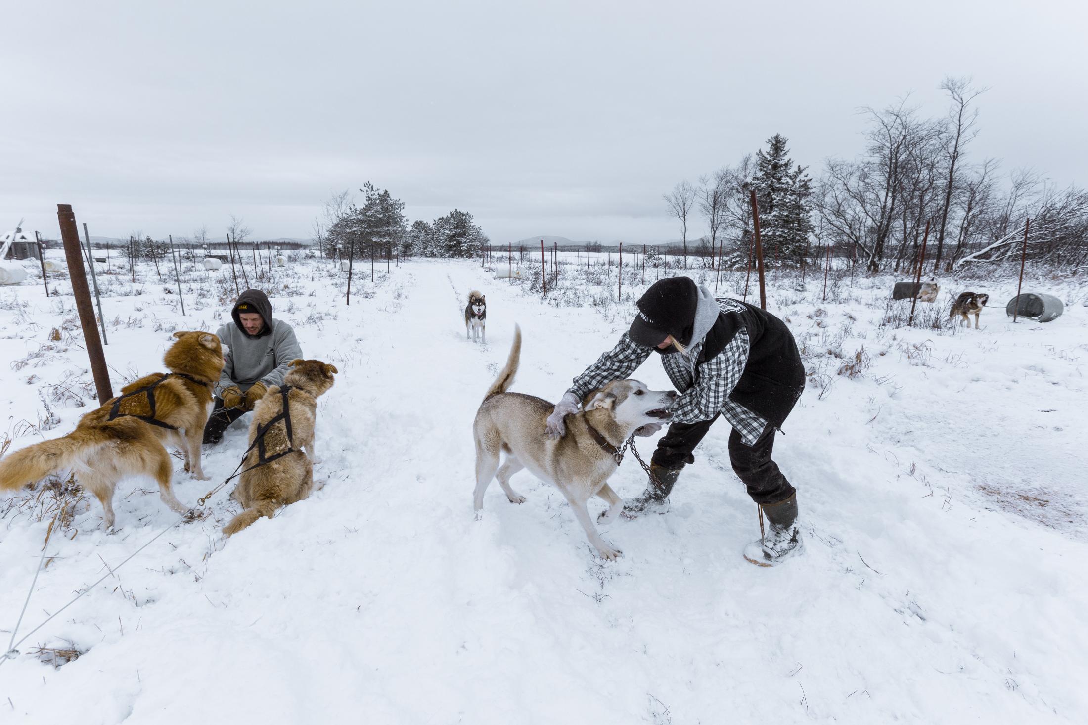 Canada, Profession musher - 