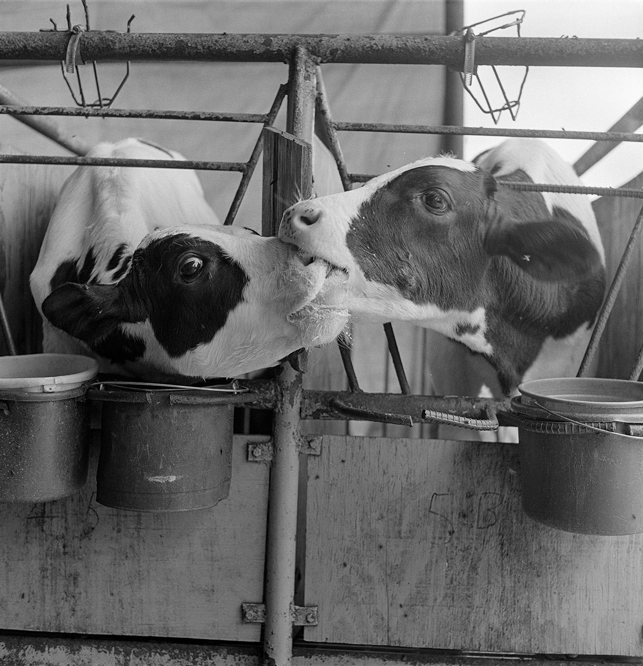 B & W Work - Kissing Cows