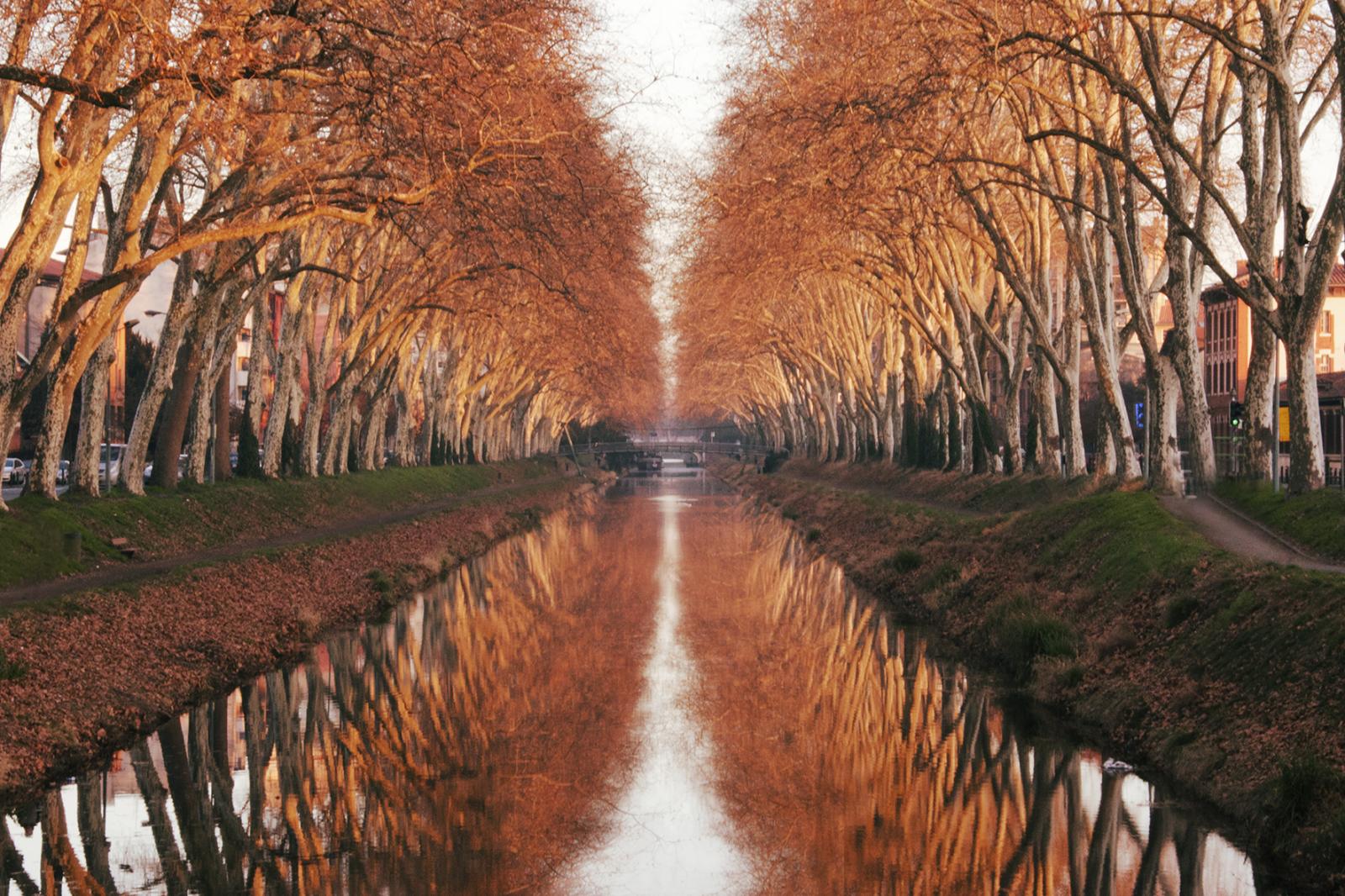  ARBRES 3 Canal du Midi, Toulouse 